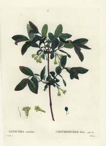 Honingbes door Pierre Joseph Redouté