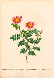 Honderd-Kronen Burnet roos, Rosa pimpinellifolia variëteit, La Pimprenelle aux Cent-Ecus. Handgekleurde stipple kopergravure uit Pierre Joseph Redoute