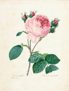 Honderdbladige Roos, uit 