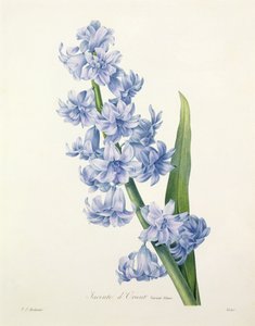 Hyacinthus orientalis (gewone hyacint), gegraveerd door Victor, uit 