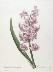 Jacinthe dorient variété rose, Hyacinthus orientalis, uit Choix des Plus Belle Fleurs et des Plus Beaux Fruits, 1827