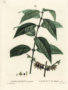 Japanse allspice, Chimonanthus praecox door Pierre Joseph Redouté