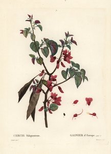 Judasboom, Cercis siliquastrum. Handgekleurde stipple gravure door Tassaert naar een illustratie van Pierre-Joseph Redoute uit Henri Louis Duhamel du Moncel