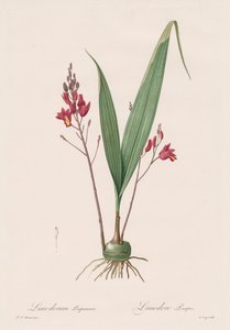 Les Liliacées: Limodorum purpureum