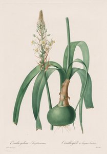 Les Liliacées: Ornithogalum longibracteatum door Pierre Joseph Redouté