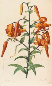 Les liliacées, 1804-1815