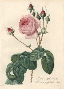 Sla blad roos - Eau forte van Langlois, naar een illustratie van Pierre Joseph Redoute (1759-1840), uit Les Roses door Pierre Joseph Redouté