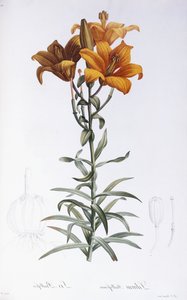 Lilium Bulbiferum door Pierre Joseph Redouté