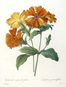Lychnide a grandes fleurs, Lychnus grandiflora, uit Choix Des Plus Belle Fleurs et des Plus Beaux Fruits, 1827