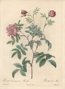 Meiroos of kaneelroos - Eau forte van Chapuy, naar een illustratie van Pierre Joseph Redoute (1759-1840), uit Les Roses door Pierre Joseph Redouté