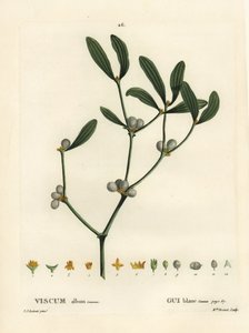 Maretak, Visum album. Handgekleurde stipple gravure door Miss Brenet naar een illustratie van Pierre-Joseph Redoute uit Henri Louis Duhamel du Moncel