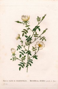 Myrtebladige heggenroos, Rosa aggrestis variëteit, Roos van de heggen met myrtebladeren. Handgekleurde stipple kopergravure uit Pierre Joseph Redoute