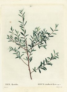Myrtehulst