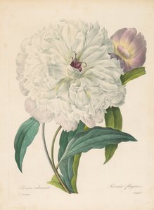 Paeonia flagrans Pioen, 1827 door Pierre Joseph Redouté