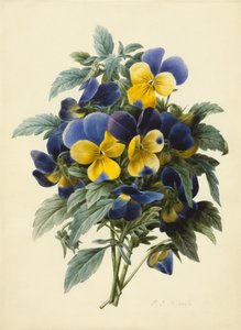 Viooltjes
