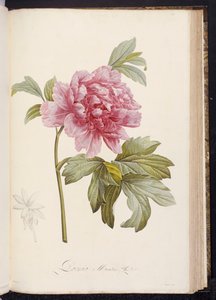 Pioenroos, uit "Beschrijving van Zeldzame en Gecultiveerde Planten in Malmaison en Navarre" door Aime Bonpland, 1812-14 door Pierre Joseph Redouté