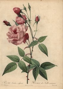 Roze Chinese roos, Rosa chinensis door Pierre Joseph Redouté