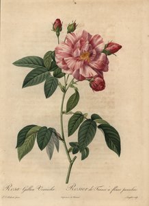 Roze en witte Gallic roos of Franse roos, Rosa gallica door Pierre Joseph Redouté
