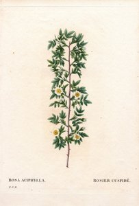 Roze cuspidate, Rosa canina variëteit door Pierre Joseph Redouté