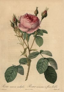Roze mosroos, Rosa centifolia f. muscosa