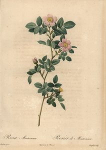 Roze roos, Rosa montezuma door Pierre Joseph Redouté