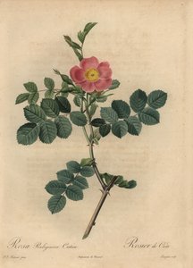 Roze hondsroos, Rosa rubiginosa door Pierre Joseph Redouté
