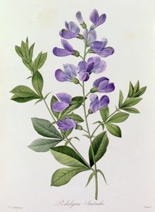 Podalyria Australis