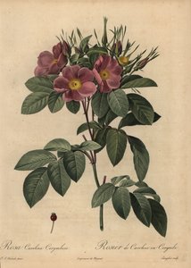 Paarse Carolina roos of weideroos, Rosa carolina corymbosa door Pierre Joseph Redouté