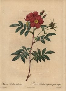 Rode roos, Rosa