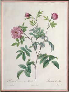Rosa Cinnamomea Maialis, gegraveerd door Chapuy, gepubliceerd door Remond door Pierre Joseph Redouté