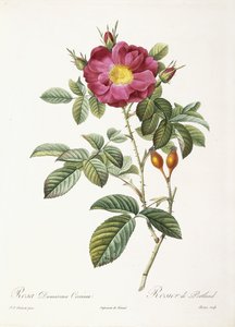 Rosa Damascena Coccina door Pierre Joseph Redouté