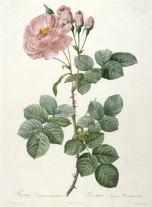 Rosa Damascena aurora, Rosier Aurore Poniatowska, uit La Couronne Des Roses, 1817-1824 (handgekleurde stipple gravure) door Pierre Joseph Redouté