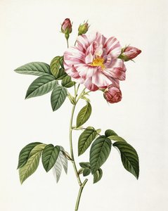 Rosa Gallica Versicolor door Pierre Joseph Redouté