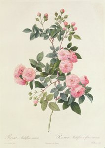 Rosa Multiflora Carnea door Pierre Joseph Redouté