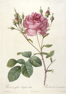 Rosa centifolia Anglica rubra, Rosier de Cumberland, uit Les Roses, 1817-24 (handgekleurde stipple gravure) door Pierre Joseph Redouté