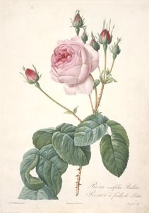 Rosa centifolia Bullata, Rosier a feuilles de Laitue, uit Les Roses, 1817-24 (handgekleurde stipple gravure) door Pierre Joseph Redouté