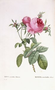Rosa centifolia foliacea door Pierre Joseph Redouté