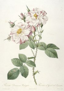 Rosa damascene variegata, Rosier d