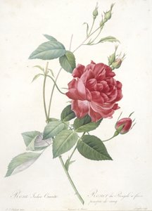Rosa indica cruenta, Rosier du Bengale a fleurs pourpre de sang, uit Les Roses, 1817-24 (handgekleurde stipple gravure) door Pierre Joseph Redouté