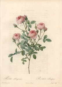Rose de Meaux met roze bloemen - Ets van Langlois, gebaseerd op een illustratie van Pierre Joseph Redoute (1759-1840), uit Les Roses door Pierre Joseph Redouté