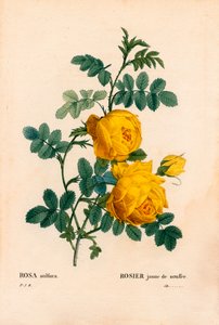 Roze zwavel, Rosa hemisphaerica, Gele rozenzwavel. Handgekleurde stipple kopergravure uit Pierre Joseph Redoute