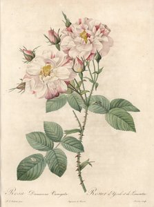 Rosier de Damascus, variëteit York en Lancaster - Eau forte de Bessin, uit een illustratie van Pierre Joseph Redoute, uit Les Roses door Pierre Joseph Redouté