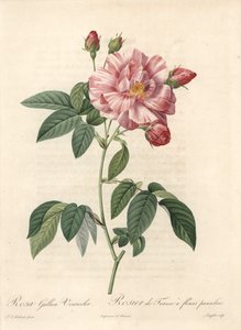 Rosier de France of roos van Provins, variëteit versicolor - Ets van Langlois, van een illustratie van Pierre Joseph Redoute (1759-1840), extract uit Les Roses door Pierre Joseph Redouté