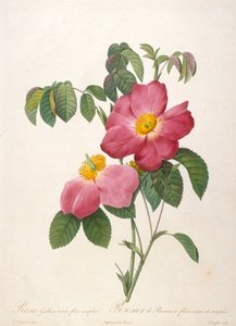 Rosier de Provinsi uit La Couronne de roses, 1817-1824 door Pierre Joseph Redouté