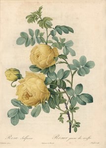 Rosier des Turks - Ets door Langlois, naar een illustratie van Pierre Joseph Redoute (1759-1840), uit Les Roses door Pierre Joseph Redouté