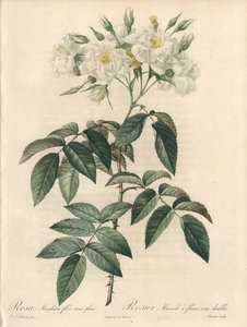 Rosier musque, met dubbele bloemen - Ets van Charlin, uit een illustratie van Pierre Joseph Redoute (1759-1840), extract uit Les Roses