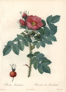 Ruwe roos of Kamtsjatka roos - Ets door Chapuy, naar een illustratie van Pierre Joseph Redoute (1759-1840), uit Les Roses door Pierre Joseph Redouté