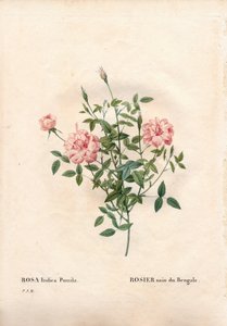 Rouletii roos, Rosa chinensis var. minima Rouletii, Bengaalse dwergroos. Handgekleurde stipple kopergravure uit Pierre Joseph Redoute