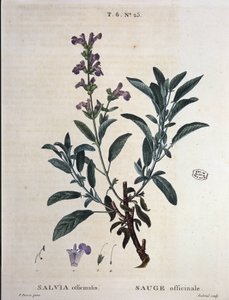 Salie officinale - in "Nouveau Duhamel ou traité des arbres et arbustes que le crove en France", tekeningen door P.J. Redouté en P. Bessa, Parijs door Pierre Joseph Redouté