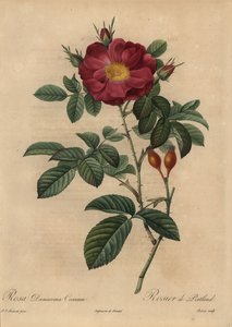 Scharlaken damastroos, Rosa damascena door Pierre Joseph Redouté